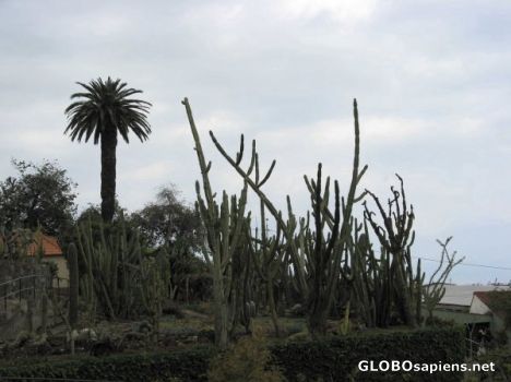 Postcard Botanical Gardens 10