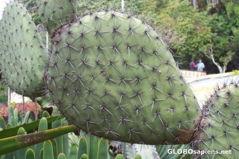 Postcard Cactus detail