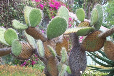 Postcard A child's cactus kit?