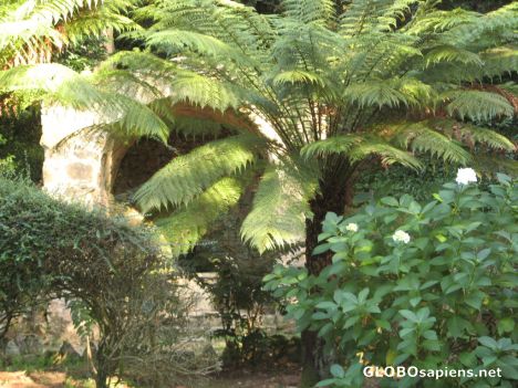 Postcard Bucalao Forest 1