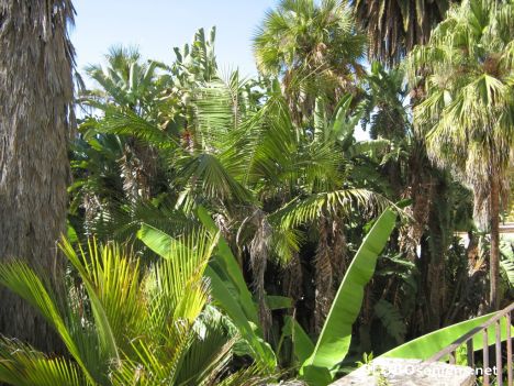 Postcard Botanical Gardens - 4
