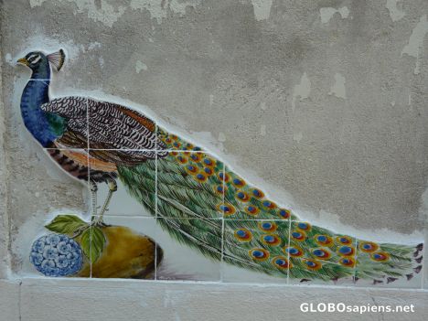 Postcard Peacock on the wall