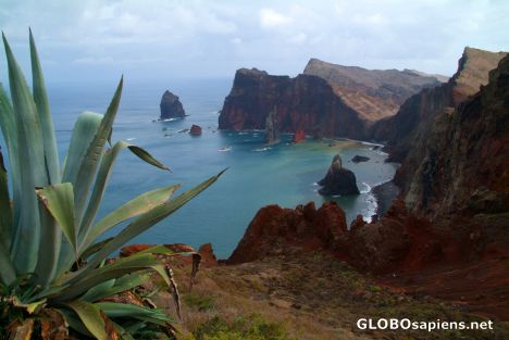 Postcard Ponta de Sao Lorenco with the agava