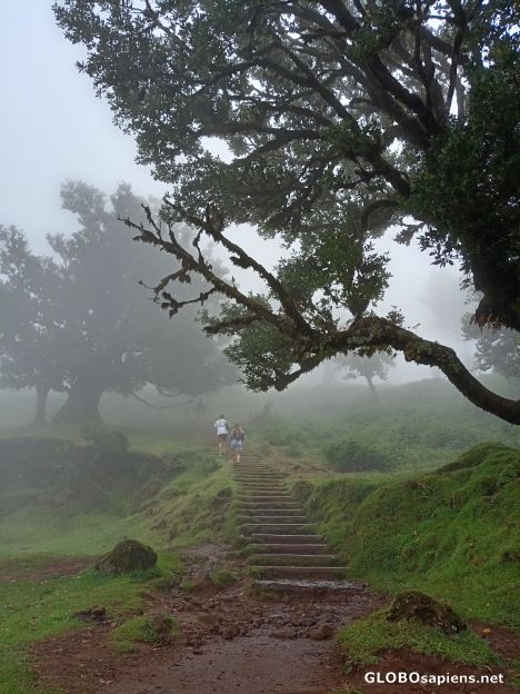 Postcard The Misty Forest