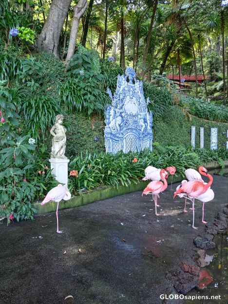 Postcard Flamingos