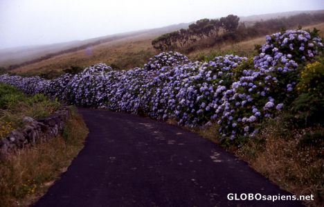 Postcard Pico Island - hydrangeas in the rain -