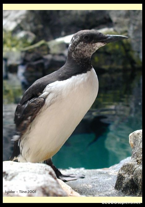 Postcard PENGUINS