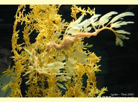 Postcard STRANGE SEA ANIMAL