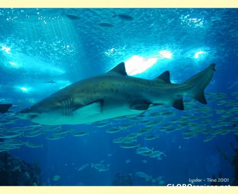 Postcard SHARKS
