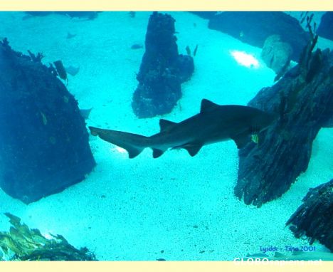 Postcard SHARKS