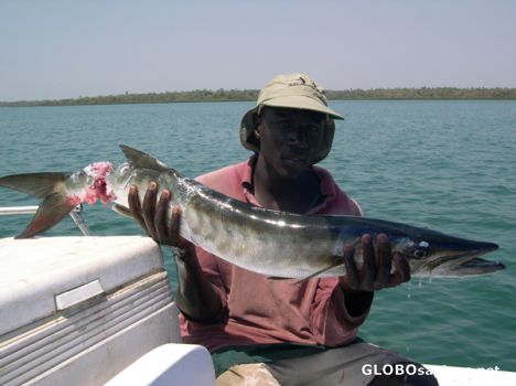 Postcard Barracuda
