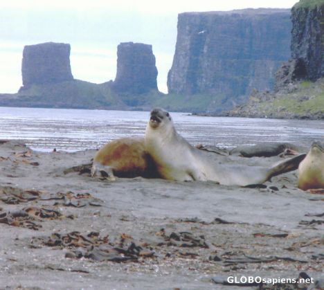 Postcard The Arch of Kerguelen Island and some seals