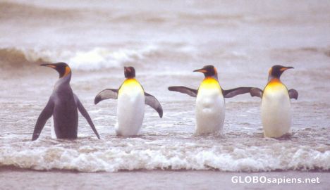 Postcard Four Penguins friends in Kerguelen Island