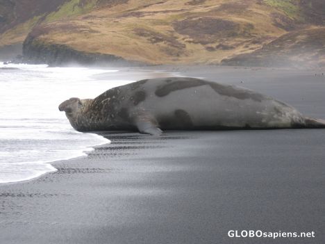 Postcard French Antarctica. My Sea elephant friend leaving