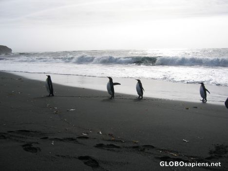 Postcard French Antarctica. Penguins after fishing
