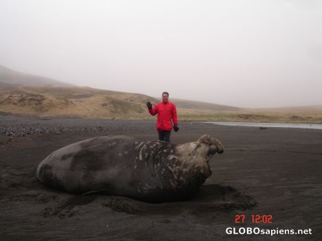 Postcard French Antarctica. Greeting a sea elephant