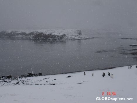 Postcard French Antarctica. Penguins under the snow