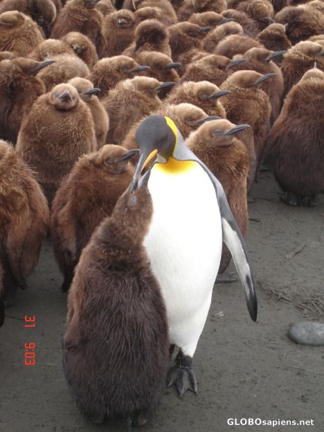 Postcard French Antarctica. Feeding the children