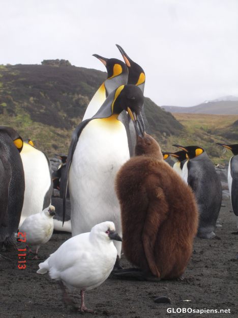 Postcard Mama penguin feeds her baby
