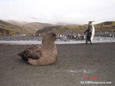 Postcard French Antarctica. Carrion bird waiting a victim