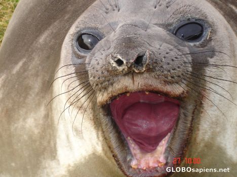 Postcard Threatening seal; it did not accept my friendship