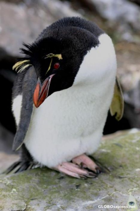 Postcard French Antarctica. Jumping penguin in St Paul Is.
