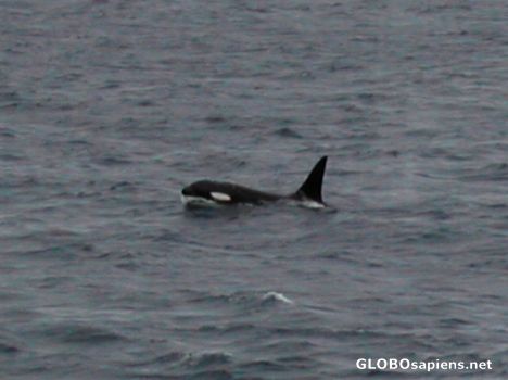 Postcard French Antarctica. Orca coming to Crozet island