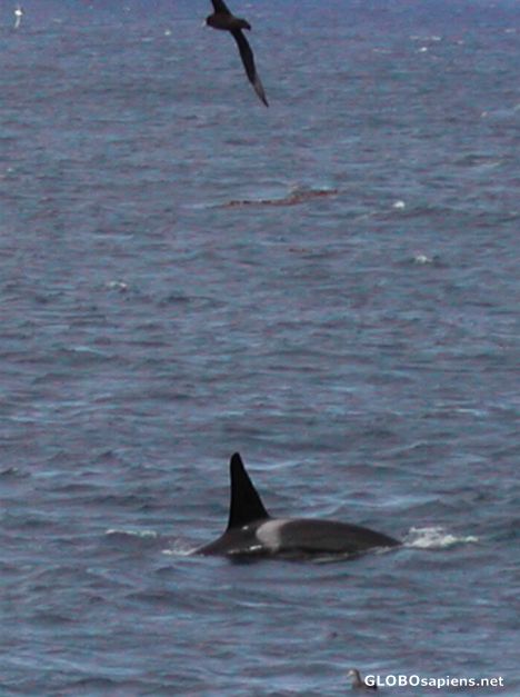 Postcard French Antarctica. Albatros keeps watching orca