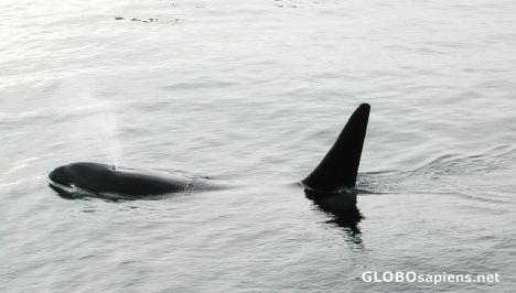 Postcard French Antarctica. A new orca is coming