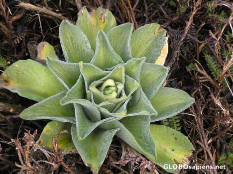 Postcard This Kerguelen Cabbage saved many lives