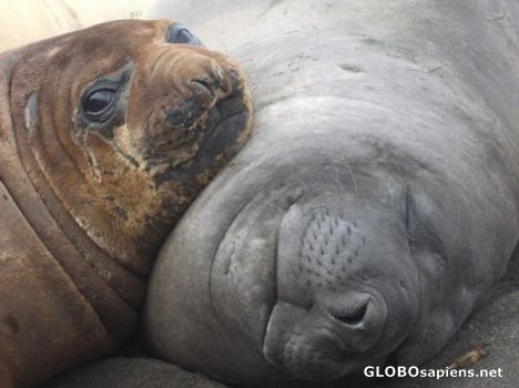 Postcard Baby seal sleeps placidly with the mother