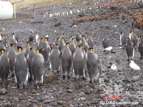 Postcard Penguins did not like my company
