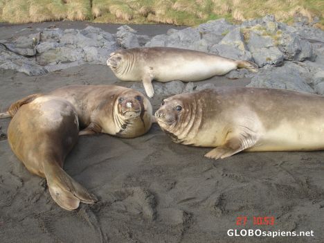Postcard Conference of seals
