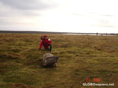 Postcard Seal avoids human contact, and he is right!