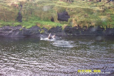 Postcard Seals playing in the water without ball