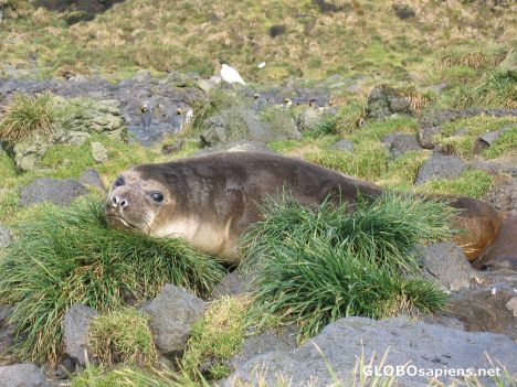 Postcard Seal watching me