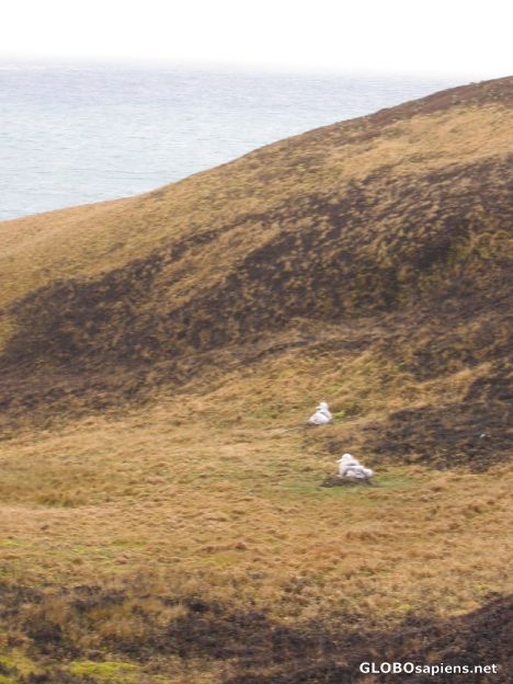 Postcard Baby albatros in Crozet