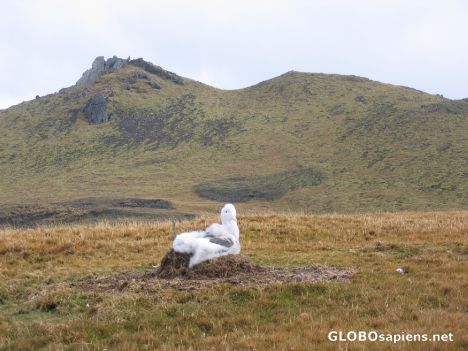 Postcard Baby albatros in its nest