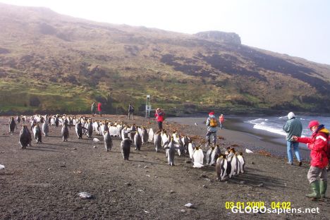 Postcard All the tourist take pictures to the penguins