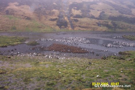 Postcard View of a penguin colony from the top of a hill