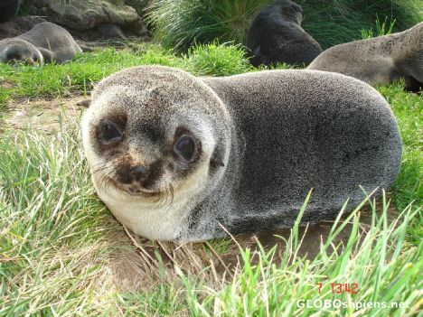 Postcard I wanted to take home this lovely baby seal!