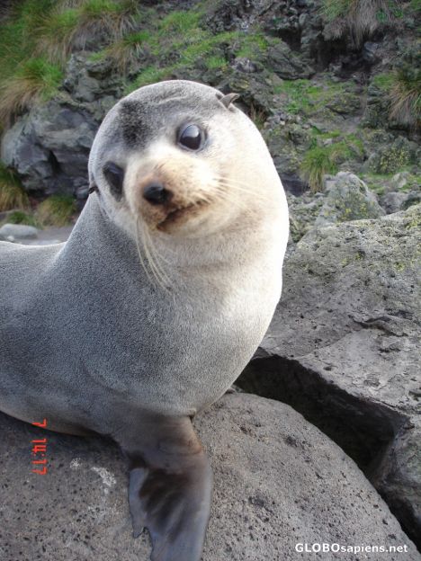 Postcard Another lovely baby seal