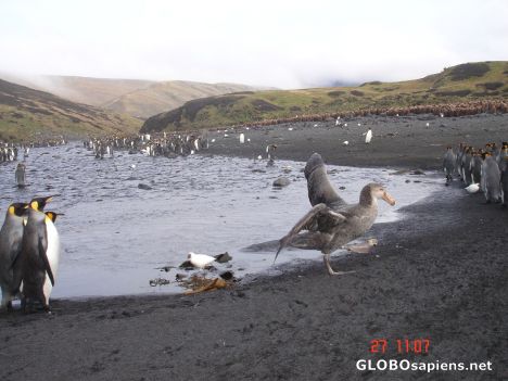 Postcard Penguins walking and birds flying