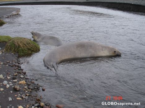 Postcard Two seals playing