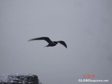 Postcard Albatros over fly our shelter in Kerguelen island