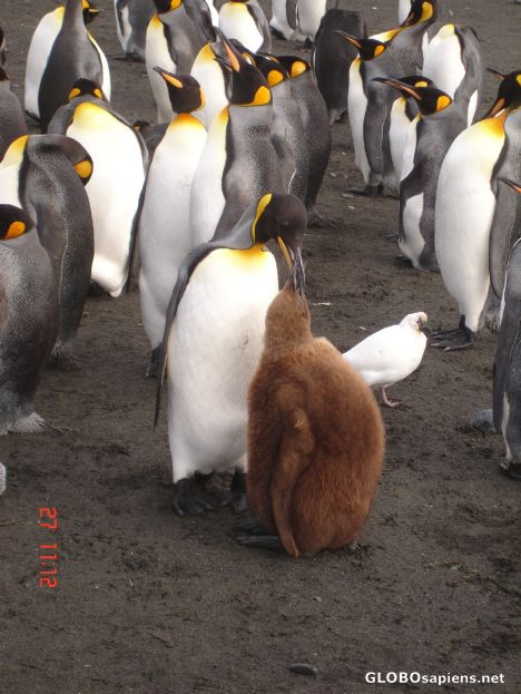 Postcard Baby penguin is being fed