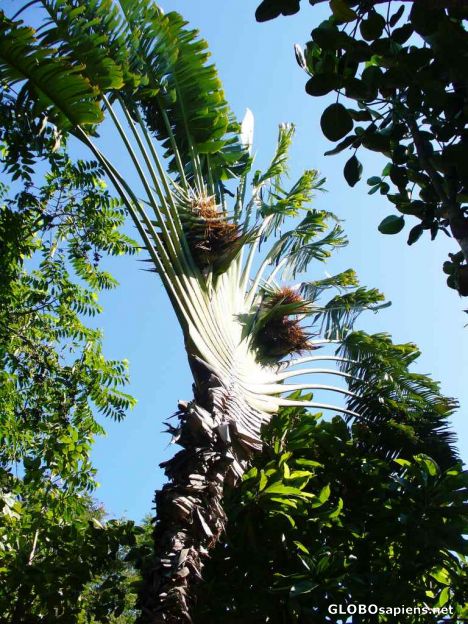 Postcard Ravenala madagascariensis