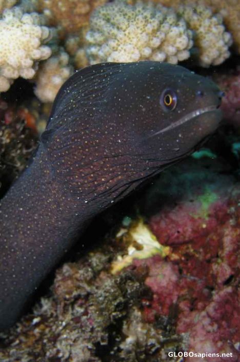 Postcard Moray eel 2