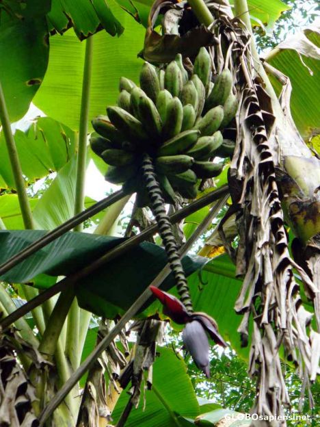 Postcard Bannana Flower 1