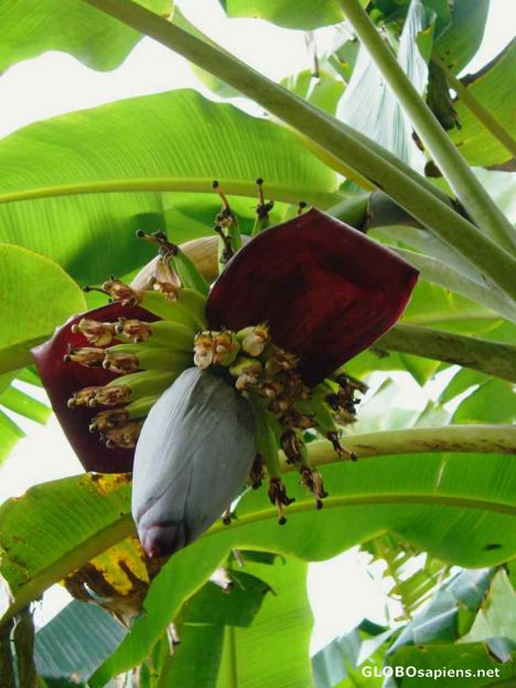 Postcard Banana Flower 2
